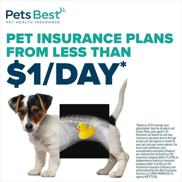 Puppy with an X-ray window showing a rubber duck under the headline Pet insurance plans from less than $1/day.